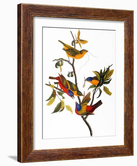 Audubon: Bunting, 1827-John James Audubon-Framed Premium Giclee Print