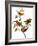 Audubon: Bunting, 1827-John James Audubon-Framed Premium Giclee Print