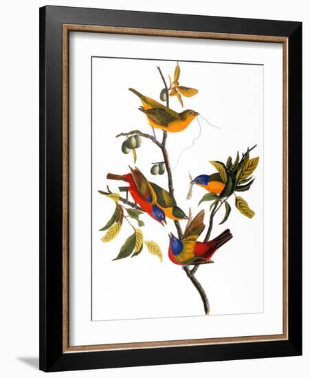 Audubon: Bunting, 1827-John James Audubon-Framed Premium Giclee Print