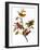 Audubon: Bunting, 1827-John James Audubon-Framed Premium Giclee Print