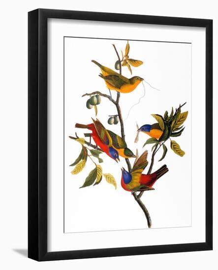 Audubon: Bunting, 1827-John James Audubon-Framed Premium Giclee Print