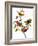 Audubon: Bunting, 1827-John James Audubon-Framed Giclee Print