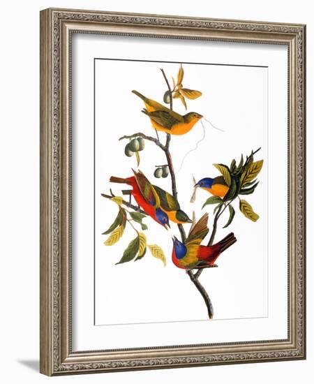 Audubon: Bunting, 1827-John James Audubon-Framed Giclee Print