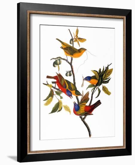 Audubon: Bunting, 1827-John James Audubon-Framed Giclee Print