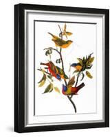 Audubon: Bunting, 1827-John James Audubon-Framed Giclee Print