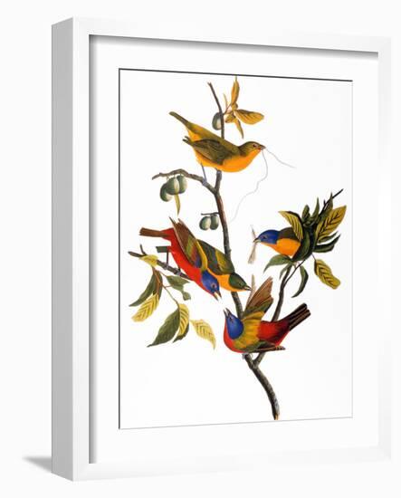 Audubon: Bunting, 1827-John James Audubon-Framed Giclee Print