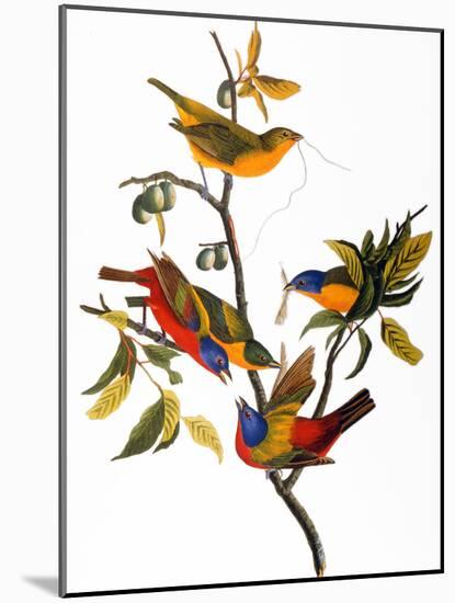 Audubon: Bunting, 1827-John James Audubon-Mounted Giclee Print