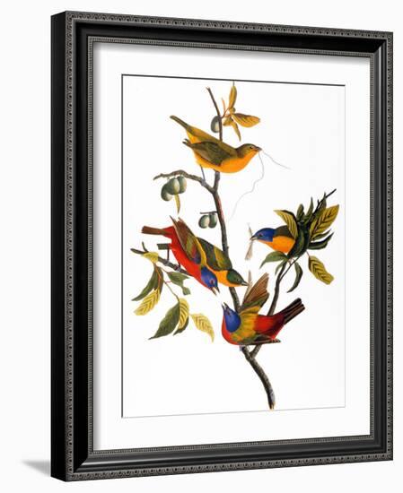 Audubon: Bunting, 1827-John James Audubon-Framed Giclee Print