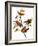 Audubon: Bunting, 1827-John James Audubon-Framed Giclee Print