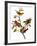 Audubon: Bunting, 1827-John James Audubon-Framed Giclee Print