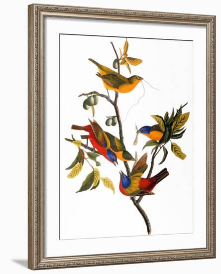 Audubon: Bunting, 1827-John James Audubon-Framed Giclee Print