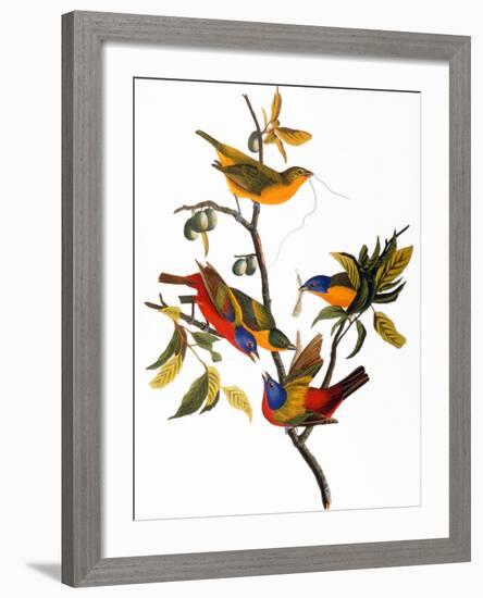 Audubon: Bunting, 1827-John James Audubon-Framed Giclee Print