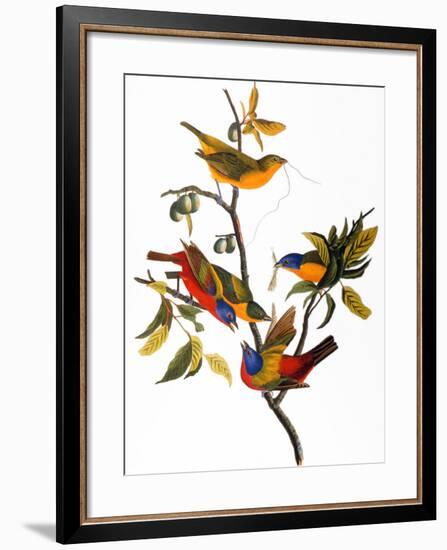 Audubon: Bunting, 1827-John James Audubon-Framed Giclee Print