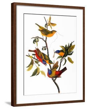 Audubon: Bunting, 1827-John James Audubon-Framed Giclee Print