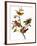 Audubon: Bunting, 1827-John James Audubon-Framed Giclee Print