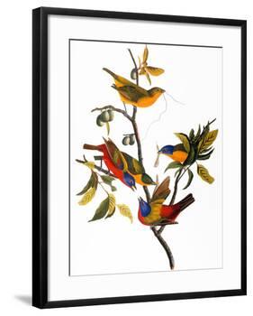 Audubon: Bunting, 1827-John James Audubon-Framed Giclee Print