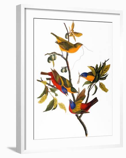 Audubon: Bunting, 1827-John James Audubon-Framed Giclee Print