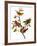 Audubon: Bunting, 1827-John James Audubon-Framed Giclee Print