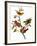 Audubon: Bunting, 1827-John James Audubon-Framed Giclee Print