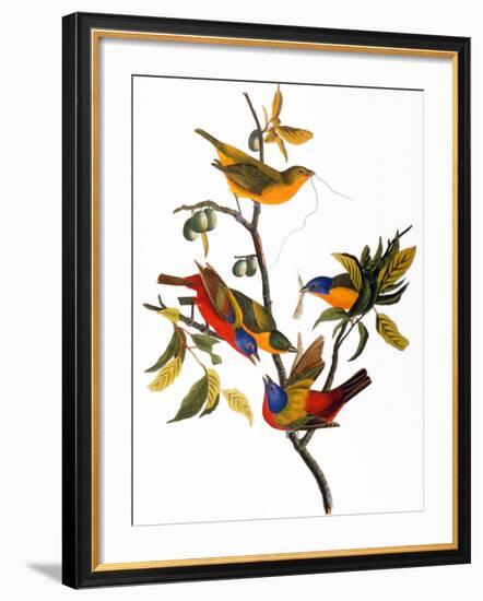 Audubon: Bunting, 1827-John James Audubon-Framed Giclee Print