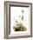 Audubon: Bunting-John James Audubon-Framed Giclee Print