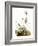 Audubon: Bunting-John James Audubon-Framed Giclee Print