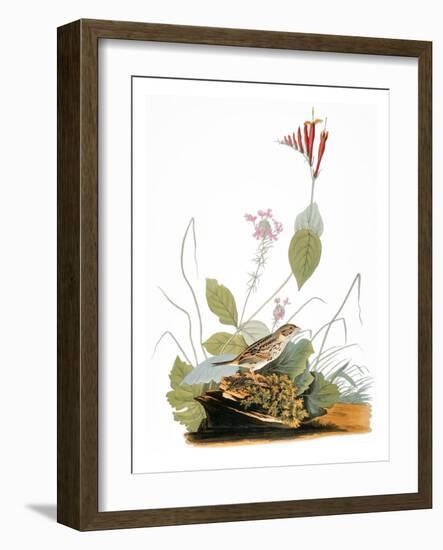 Audubon: Bunting-John James Audubon-Framed Giclee Print