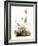 Audubon: Bunting-John James Audubon-Framed Giclee Print