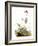 Audubon: Bunting-John James Audubon-Framed Giclee Print