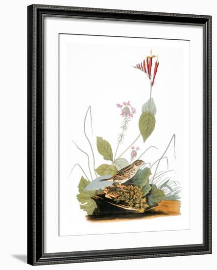 Audubon: Bunting-John James Audubon-Framed Giclee Print