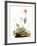 Audubon: Bunting-John James Audubon-Framed Giclee Print