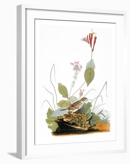 Audubon: Bunting-John James Audubon-Framed Giclee Print