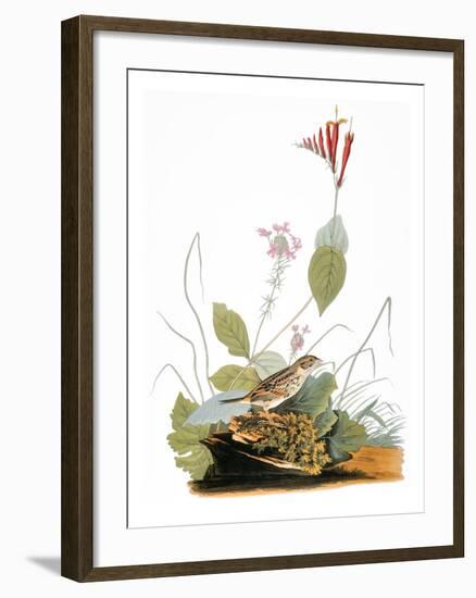 Audubon: Bunting-John James Audubon-Framed Giclee Print