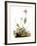 Audubon: Bunting-John James Audubon-Framed Giclee Print