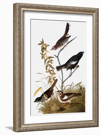 Audubon: Bunting-John James Audubon-Framed Giclee Print