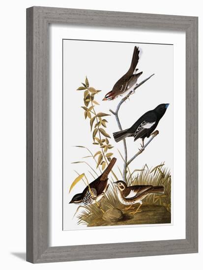 Audubon: Bunting-John James Audubon-Framed Giclee Print