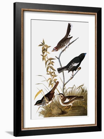 Audubon: Bunting-John James Audubon-Framed Giclee Print