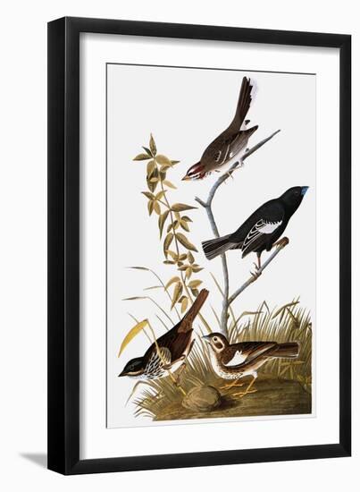 Audubon: Bunting-John James Audubon-Framed Giclee Print