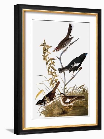 Audubon: Bunting-John James Audubon-Framed Giclee Print
