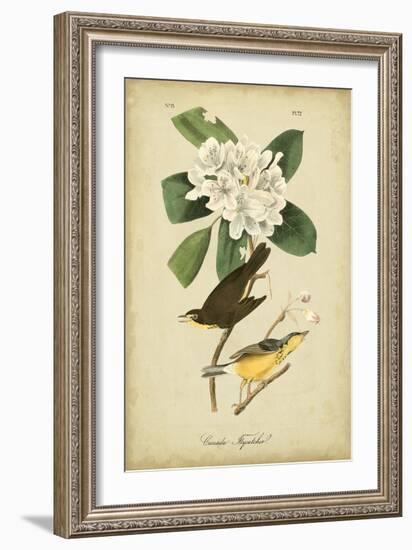 Audubon Canada Flycatcher-John James Audubon-Framed Art Print