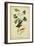 Audubon Canada Flycatcher-John James Audubon-Framed Art Print