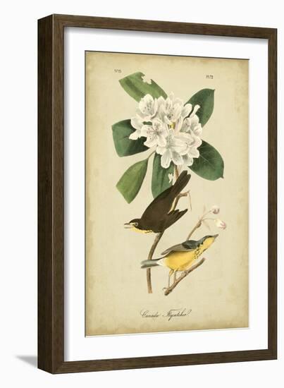 Audubon Canada Flycatcher-John James Audubon-Framed Art Print