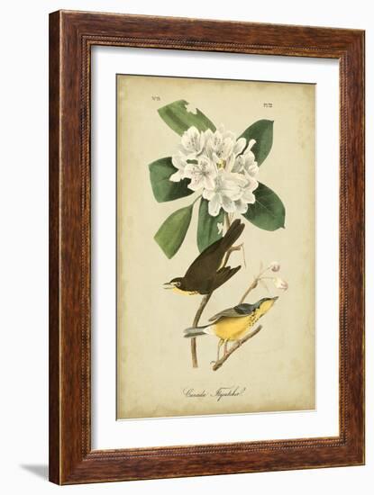 Audubon Canada Flycatcher-John James Audubon-Framed Art Print