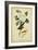 Audubon Canada Flycatcher-John James Audubon-Framed Art Print