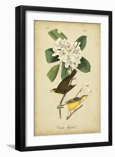 Audubon Canada Flycatcher-John James Audubon-Framed Art Print