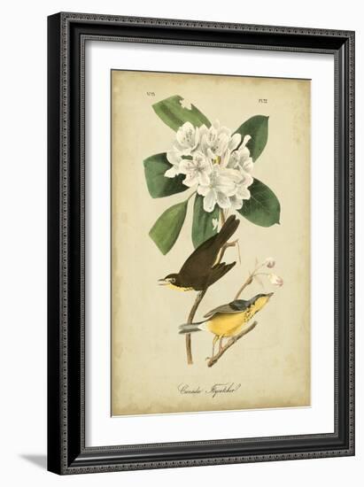 Audubon Canada Flycatcher-John James Audubon-Framed Art Print