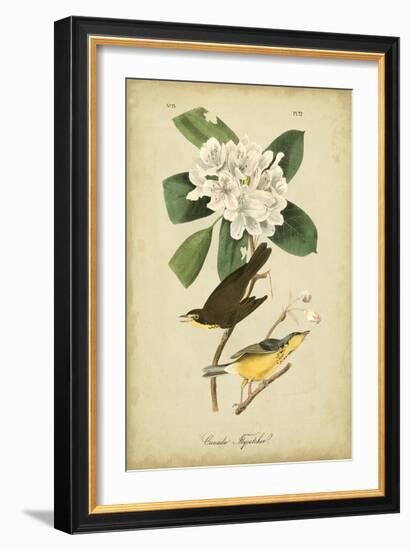 Audubon Canada Flycatcher-John James Audubon-Framed Art Print