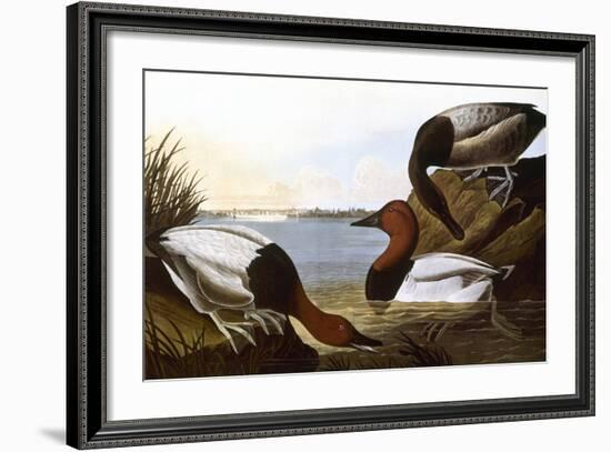 Audubon: Canvasback, 1827-John James Audubon-Framed Giclee Print