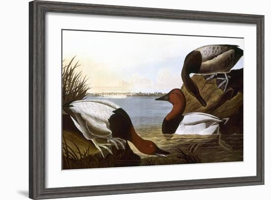 Audubon: Canvasback, 1827-John James Audubon-Framed Giclee Print