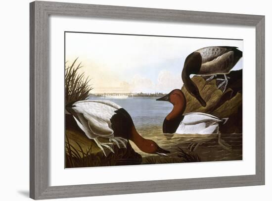 Audubon: Canvasback, 1827-John James Audubon-Framed Giclee Print